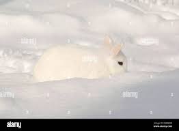 vous croisez lapin blanc en faisant du ski